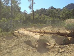 Acacia log