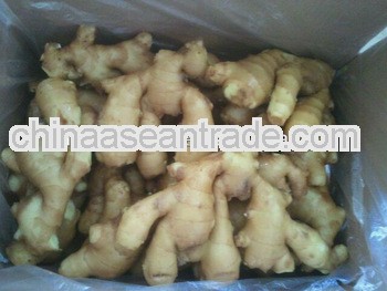 new crop fresh ginger with the size of 100g&up,150g&up,200g&up