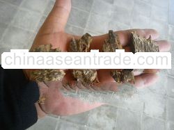 Super Agarwood Chips Cultivated