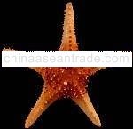dried star fish