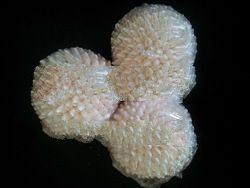 Shell Crafts White Palay Ball