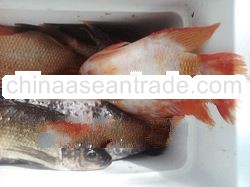 Fresh Red and Black Tilapia