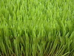 Wheat Grass Chlorophyll Concentrate