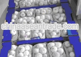white garlic supplier in China big garlic 2013 new crop
