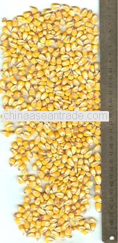yellow corn for chicken feed