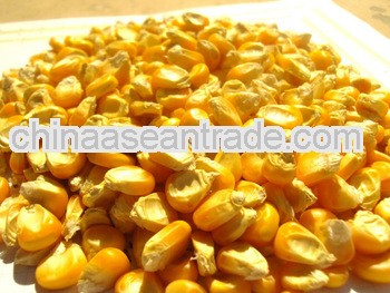yellow corn new stock
