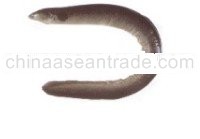 Short fin eel